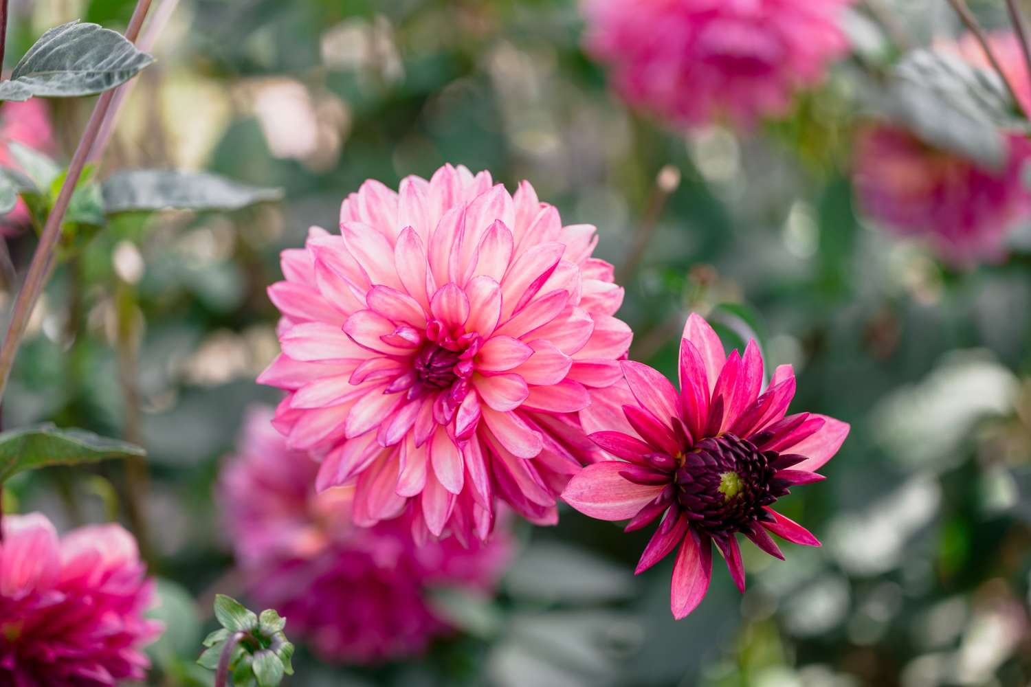 Dahlia 'Bacardi'